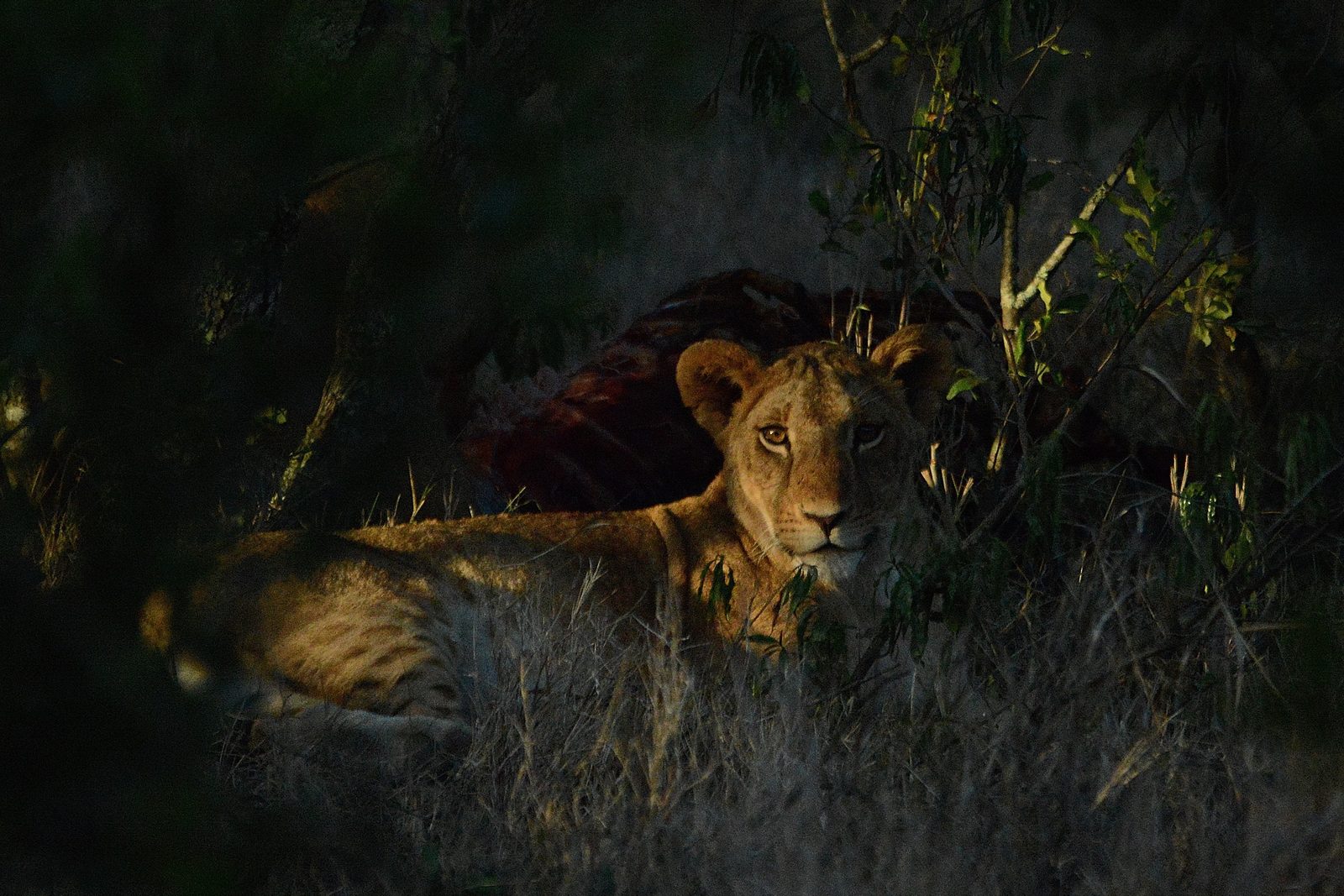 Lioness resting watchfully in the grass at dusk