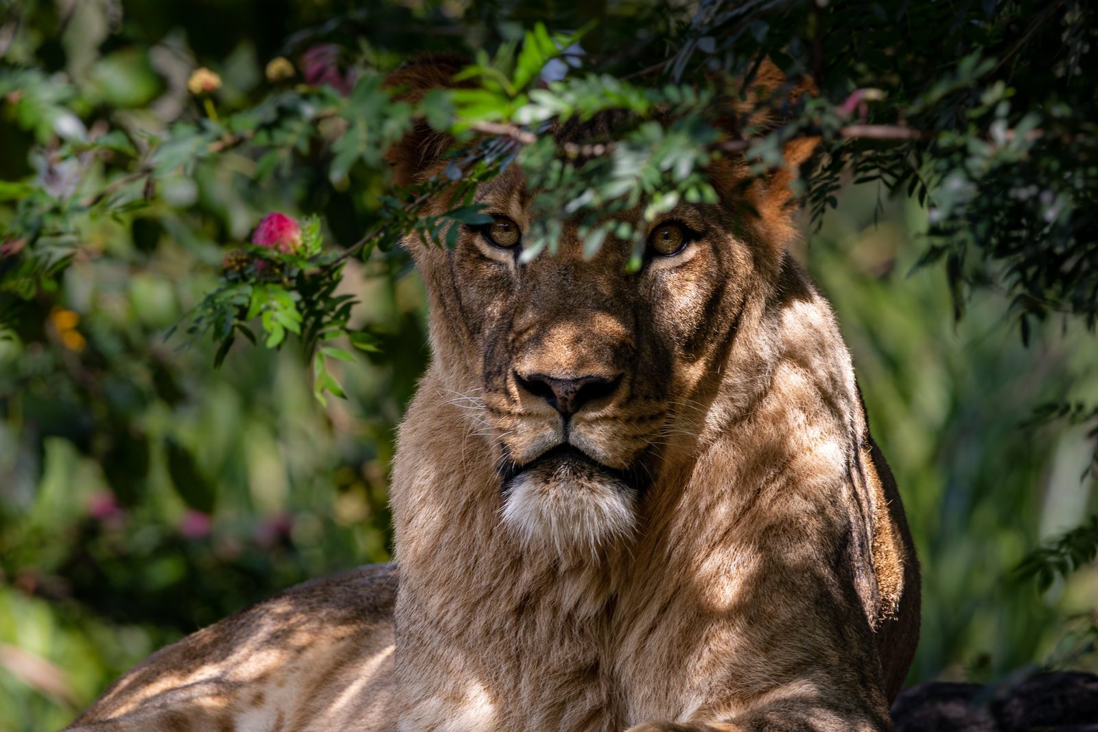 Lioness gazing through leaves in dappled sunlight